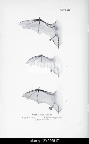 ALI DI 1. Nyctalus leisleri. 2) Pipistrellus pipipistrellus. 3) Myotis daubentoni (o Myotis daubentonii) illustrato da Edward Adrian Wilson, 1872-1912 dal libro ' A history of British mammals' V1 - Bats di Gerald Edwin Hamilton Barrett-Hamilton, pubblicato nel 1910 da Gurney e Jackson Foto Stock