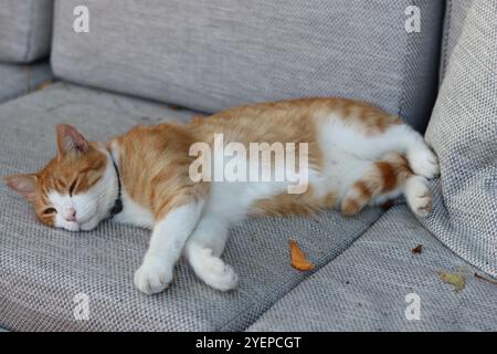 Zenzero e gatto bianco sdraiati su una sedia morbida Foto Stock