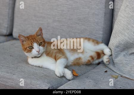 Zenzero e gatto bianco sdraiati su una sedia morbida Foto Stock