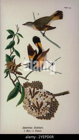 American Redstart (Setophaga ruticilla) dalla Pennsylvania Bird Life; un manuale degli uccelli della Pennsylvania; trattando in particolare il loro cibo, da esami di diverse migliaia di stomaci, realizzati in tutte le stagioni dell'anno, con descrizioni degli uccelli, dei loro nidi, uova e abitudini di Warren, Benjamin Harry, 1858-1926 data di pubblicazione 1892 Foto Stock