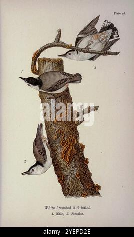 Nuthatch dal petto bianco (Sitta carolinensis) della Pennsylvania Bird Life; un manuale degli uccelli della Pennsylvania; trattando in particolare il loro cibo, da esami di diverse migliaia di stomaci, fatti durante tutte le stagioni dell'anno, con descrizioni degli uccelli, dei loro nidi, uova e abitudini di Warren, Benjamin Harry, 1858-1926 data di pubblicazione 1892 Foto Stock