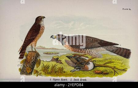 merlino o Falco piccione (Falco columbarius); Falco Peregrine o Falco d'anatra (Falco peregrinus anatum) dalla Pennsylvania Bird Life; un manuale degli uccelli della Pennsylvania; trattando in particolare il loro cibo, da esami di diverse migliaia di stomaci, fatti durante tutte le stagioni dell'anno, con descrizioni degli uccelli, dei loro nidi, uova e abitudini di Warren, Benjamin Harry, 1858-1926 data di pubblicazione 1892 Foto Stock