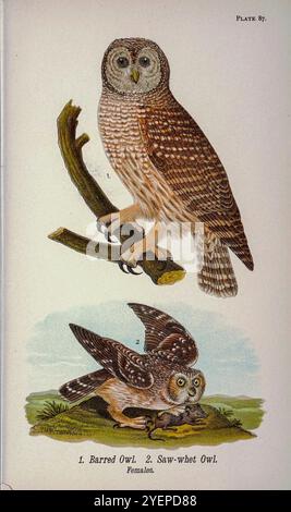 Gufo barrato (Strix varia qui come Syrnium nebulosum); Gufo-sega (Aegolius acadicus qui come Nyctala acadica) dalla vita degli uccelli della Pennsylvania; un manuale degli uccelli della Pennsylvania; trattando in particolare il loro cibo, da esami di diverse migliaia di stomaci, realizzati in tutte le stagioni dell'anno, con descrizioni degli uccelli, dei loro nidi, uova e abitudini da Warren, Benjamin Harry, 1858-1926 data di pubblicazione 1892 Foto Stock