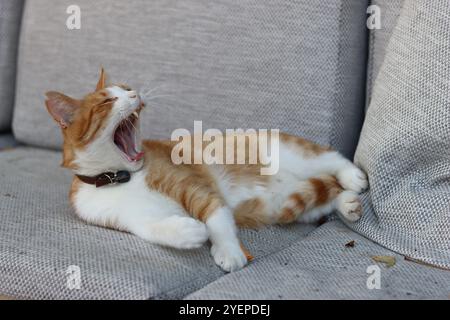 Zenzero e gatto bianco sdraiati su una sedia morbida e sbadiglio Foto Stock