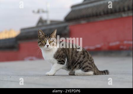 Gattino seduto fuori per terra Foto Stock