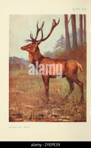 Red Deer - dipinto ad acquerello di " mammiferi terrestri britannici e loro abitudini " di Alexander Nicol Simpson, pubblicato da A. e C, Black nel 1911 Foto Stock