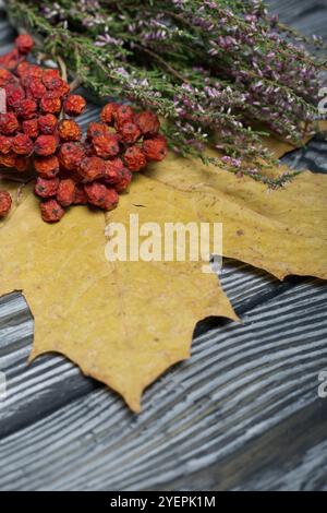 Foglie d'acero giallo autunnale, un mucchio di erica secca e frutti di bosco di rowan secchi. Su tavole di pino dipinte in bianco e nero. Foto Stock