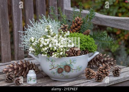 brughiera bianca, cespuglio cuscino, ebe e coni in una zuppa tureen con ornamenti invernali come decorazione del giardino d'inverno Foto Stock