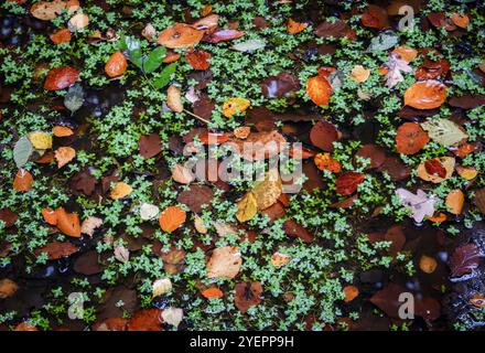 Foglie autunnali che galleggiano sulla sommità di una piccola piscina di acqua piovana nel bosco, Worcestershire, Inghilterra. Foto Stock