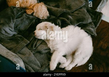 cucciolo bianco che dorme sulla coperta Foto Stock