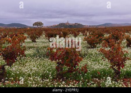 Vineyar in autunno a la Rioja, Spagna Foto Stock