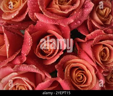 Rose di corallo con gocce d'acqua Foto Stock