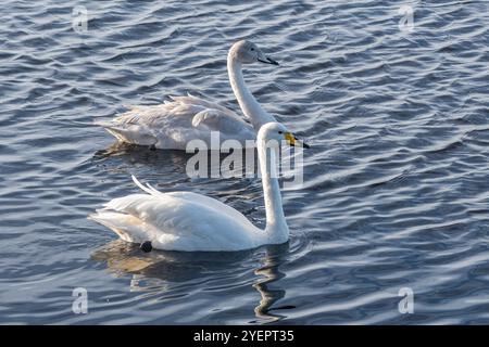 Whooper Swans (Cygnus cygnus), un grande cigno e visitatore invernale in Inghilterra al WWT Welney Wetland Centre, West Norfolk, Regno Unito Foto Stock