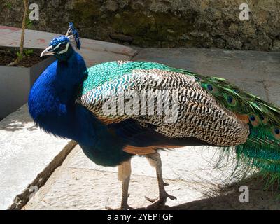 Peacock, primo piano ritratto di un pavone maschio Foto Stock
