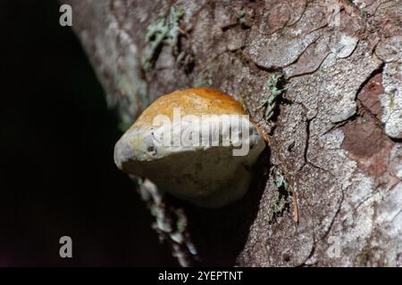 Fungo a staffa che cresce sul lato di un tronco d'albero, in luce parziale Foto Stock