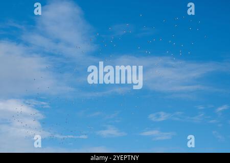 Gregge di plover d'oro (Pluvialis apricaria) conosciuta come una congregazione di amanti, Norfolk, Inghilterra, Regno Unito, in autunno Foto Stock