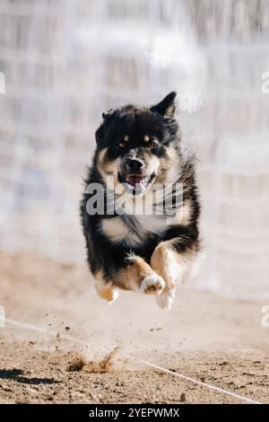 Black and Tan finlandese Lapphund Running Lure Course Sprint Dog Sport Foto Stock