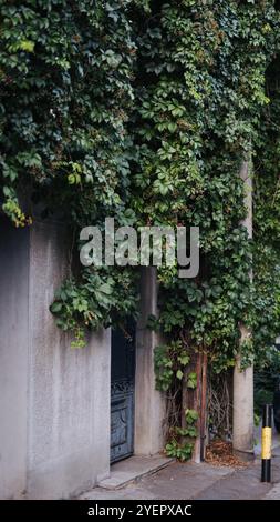 Foglie di edera che coprono una porta a VRA?ar, Belgrado Foto Stock