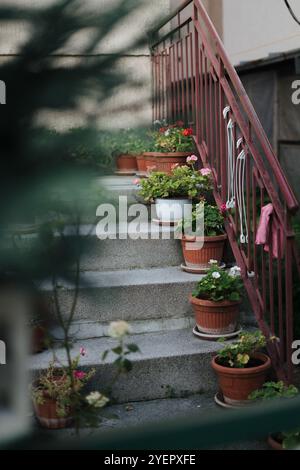 Incantevole cortile a Belgrado con colorate piante in vaso Foto Stock