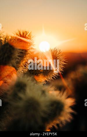 Primo piano delle spine di cactus illuminate dal sole che tramonta Foto Stock