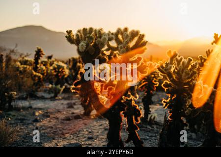 Cactus Cholla illuminato dalla luce dorata del tramonto nel paesaggio desertico Foto Stock