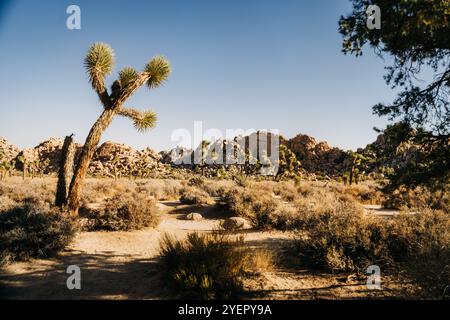 Joshua Tree pendente con paesaggio roccioso nel deserto sullo sfondo Foto Stock