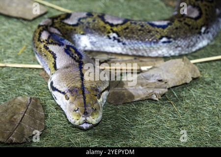 Pitone reticolato (Malayopython reticulatus), prigioniero, Germania, Europa Foto Stock