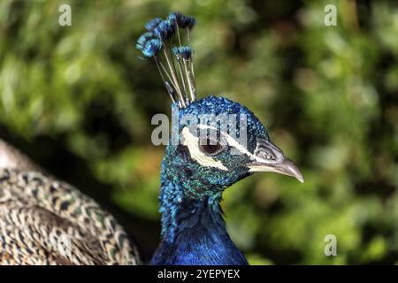 Peafowl indiano (Pavo Smerped Ribbonfish), ritratto, prigioniero, Germania, Europa Foto Stock