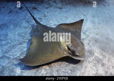 Foto subacquea di un'aquila comune (Myliobatis aquila) che nuota su fondali marini sabbiosi, Atlantico orientale, Fuerteventura, Isole Canarie, Isole Canarie Foto Stock