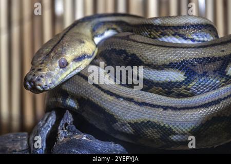 Pitone reticolato (Malayopython reticulatus), arricciato, prigioniero, Germania, Europa Foto Stock
