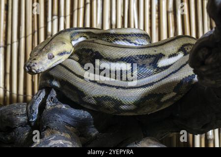 Pitone reticolato (Malayopython reticulatus), arricciato, prigioniero, Germania, Europa Foto Stock