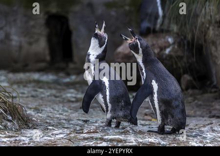 Pinguini di Humboldt (Spheniscus humboldti), prigionieri, Germania, Europa Foto Stock