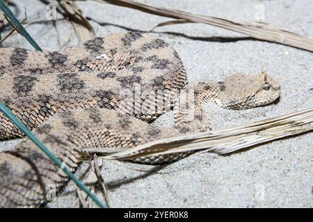 viper con corna nel deserto (Cerastes cerastes), prigioniero, Germania, Europa Foto Stock