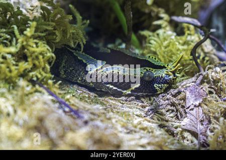 Rinoceronte viper (Bitis nasicornis), prigioniero, Germania, Europa Foto Stock