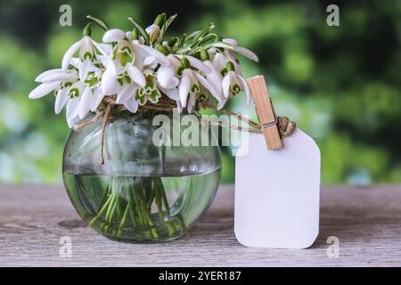 Bouquet di gocce di neve in un vaso di vetro con acqua. Spazio di copia per il testo. Fallo con un tag. Fiori primaverili. Biglietto d'auguri per le festività Foto Stock