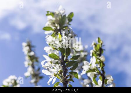 Una vista ipnotizzante dei rami di un melo ricoperto da piccoli fiori bianchi e foglie verdi fresche con un cielo blu nuvoloso sullo sfondo Foto Stock
