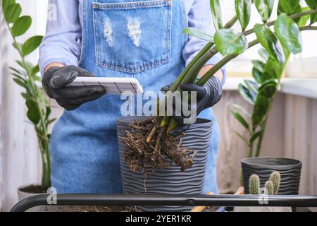 Donna giardiniere blogger usando il telefono mentre transplants piante interne ed usi una pala sul tavolo. Zamioculcas concetto di cura delle piante e giardino domestico. SPRI Foto Stock