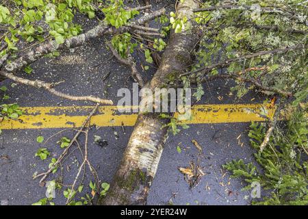 Vista dall'alto di un tronco di albero sradicato attraverso la segnaletica orizzontale che divide due corsie di una carreggiata principale dopo che la tempesta causa condizioni di guida pericolose Foto Stock