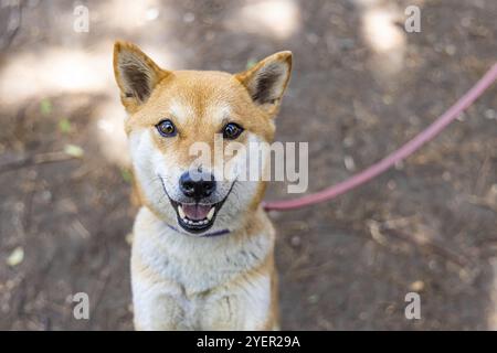 Vista ravvicinata e ritratto frontale di un cane Shiba Inu rosso, con espressione sorridente durante una passeggiata al guinzaglio nel bosco con sfondo sfocato Foto Stock