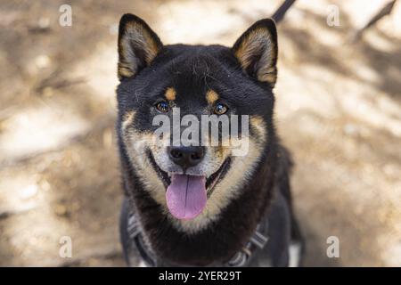 Ritratto di un cane Shiba Inu, nero e abbronzato, seduto all'aperto in una giornata di sole. Colpo di testa di un cane curioso che guarda avanti con spazio di copia sui lati Foto Stock