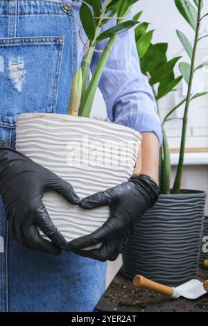 Mani in forma di cuore Gardener donna tenuta pentola piante interne Zamioculcas concetto di cura delle piante e giardino domestico. Primavera piantando Money Tree Foto Stock