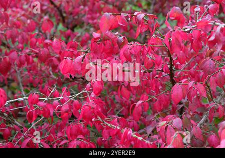 foglie di rosso brillante su una pianta di cespuglio in fiamme, norfolk, inghilterra Foto Stock