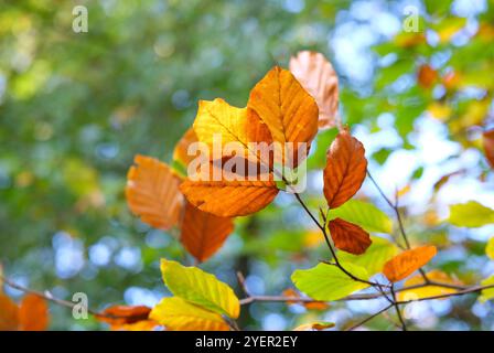 foglie di faggio autunnali di arancio retroilluminato nel bosco, norfolk, inghilterra Foto Stock