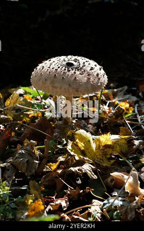 funghi parasol, procera macrolepiota, stagione autunnale, norfolk, inghilterra Foto Stock