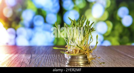 Grano germogliato su pila di monete natura sfondo. Radici, cibo, salute. Micro germogli verdi. Biologico, vegano sano concetto di cibo. Seme di giardinaggio domestico Foto Stock