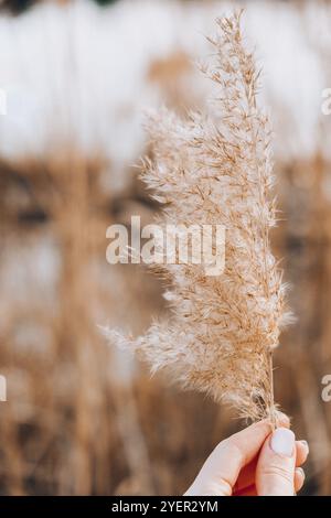 Mano femmina che tiene erba Pampas. Pettine beige asciutto. Astratto sfondo naturale. Colori neutri pastello. Toni di terra. Bell'arredamento di tendenza natura. Minim Foto Stock