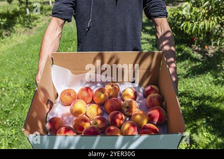 Primo piano di mani dell'uomo mentre tiene in mano una scatola di cartone piena di frutta fresca e matura raccolta di pesca in un'azienda agricola biologica, un frutteto di pesche Foto Stock