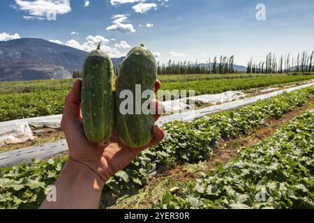 Primo piano a portata di mano con due piccoli cetrioli freschi e biologici, cetrioli da piccante contro il campo, Okanagan Valley, Canada, Nort Foto Stock