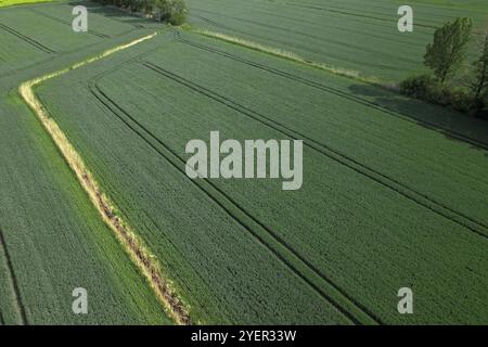 Vista aerea vista geometrica dall'alto del campo di grano verde. Vista panoramica delle piantine di mais verdi. Cime di mais secondo lo schema. Paesaggio agricolo. Minimo Foto Stock