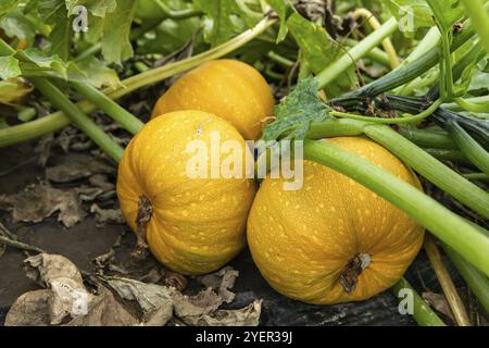 Zucche gialle, frutta e gambi su teli di plastica nera da vicino, verdure coltivate all'aperto, fattoria agricola Foto Stock